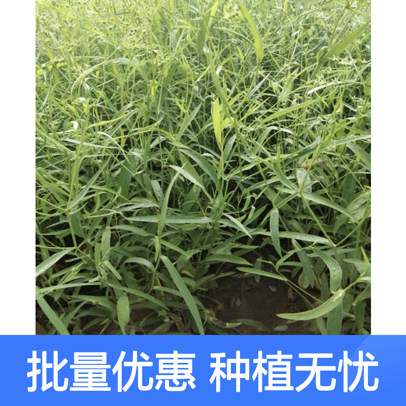新鲜柴胡苗 种植园批发 省心选购 年年收益 合理利用