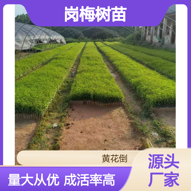 岗梅树苗 百亩种植 品质保证 药用价值 批发供应