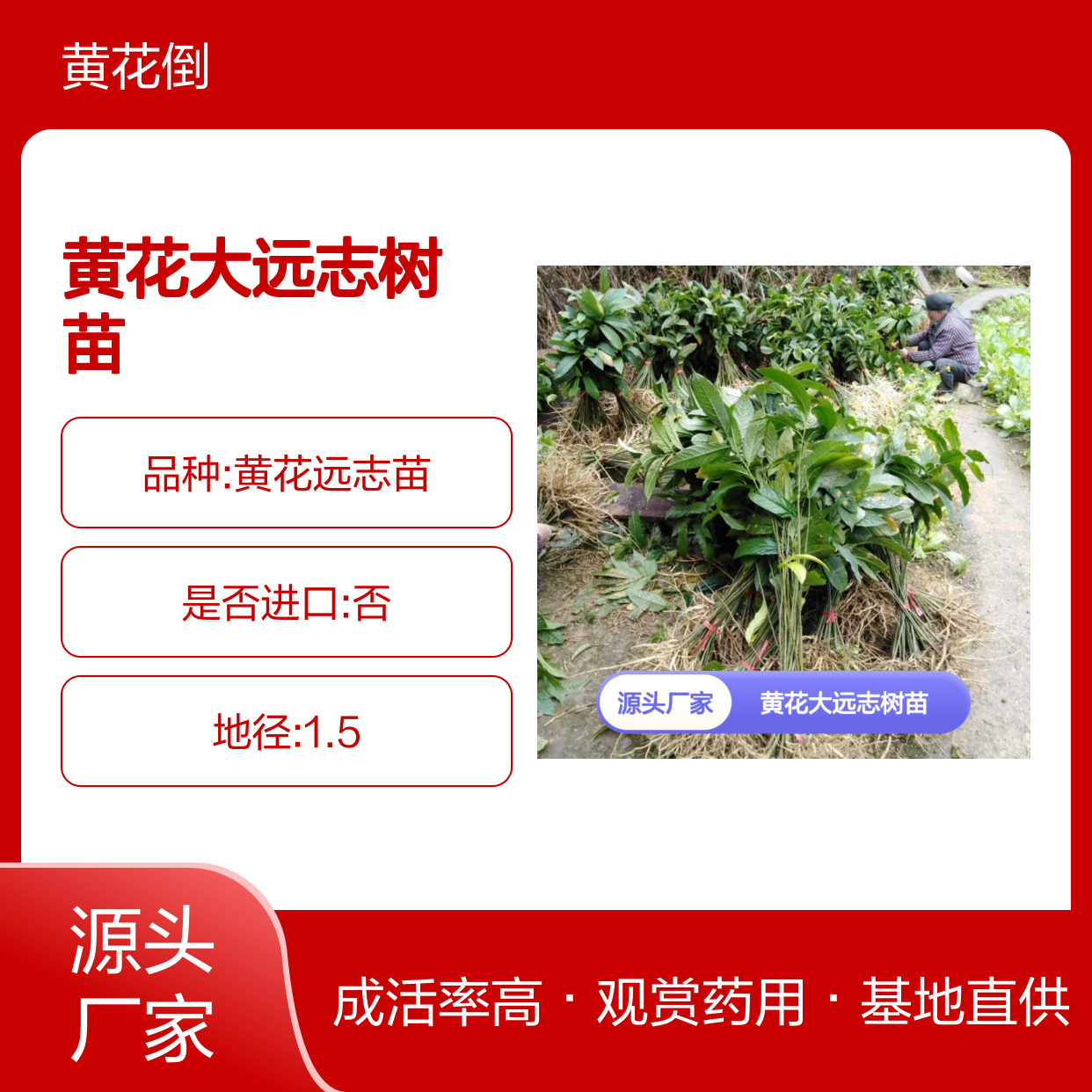 黄花大远志树苗 基地直供 观赏药用兼具 根系发达