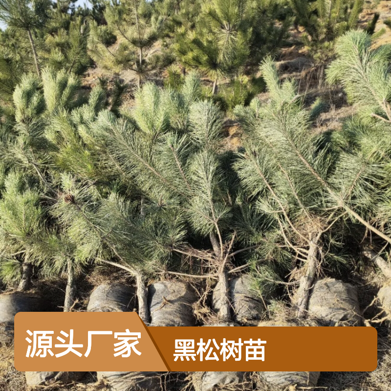 日本黑松树苗 荒山绿化优选 常绿乔木 抗病虫强