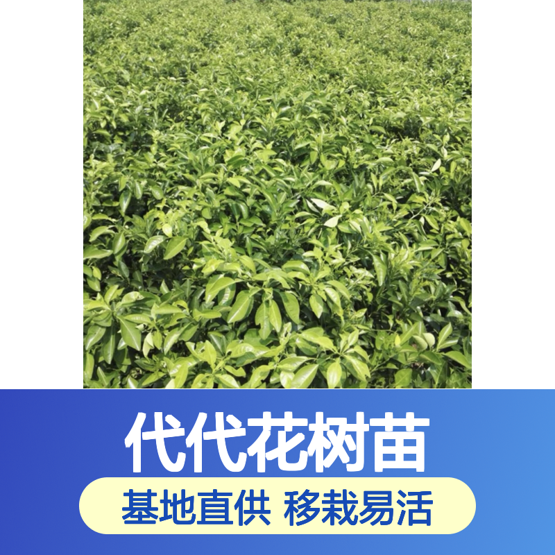 代代花树苗 常绿小乔木 基地直供 品质优良 生长迅速