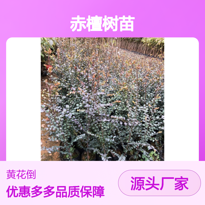赤檀树苗批发 种植基地直供 抗风力强 无需防腐