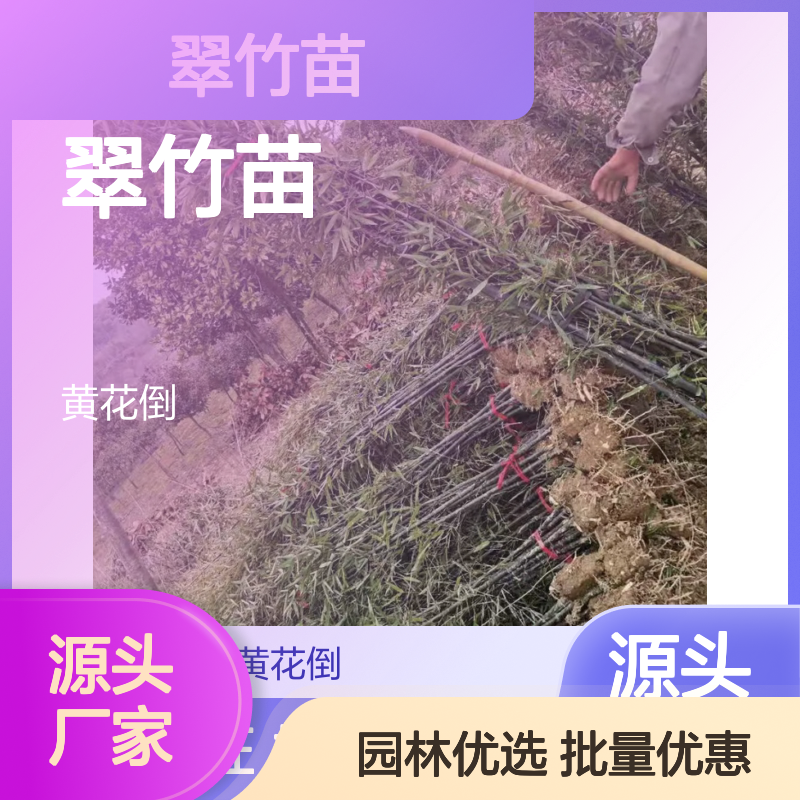 翠竹苗供应 园林造景四季常青 品质保证 生长迅速