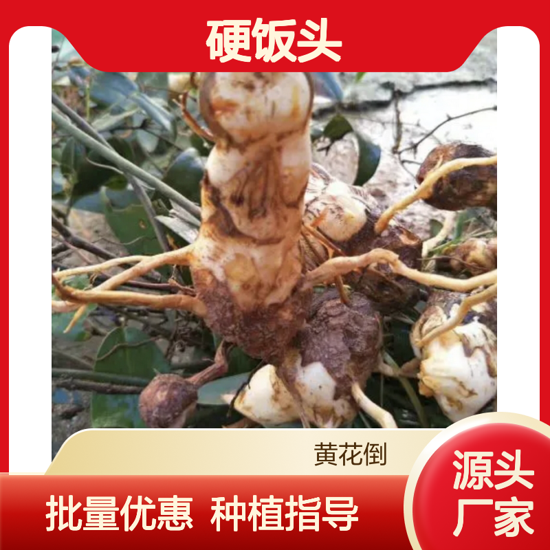 硬饭头种苗 百亩种植园直供 品质优良 生长旺盛