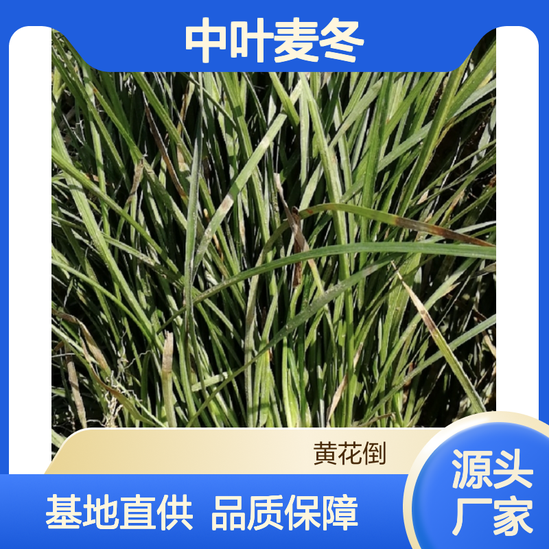 中叶麦冬基地直供 园林植物草类优选 生长旺盛