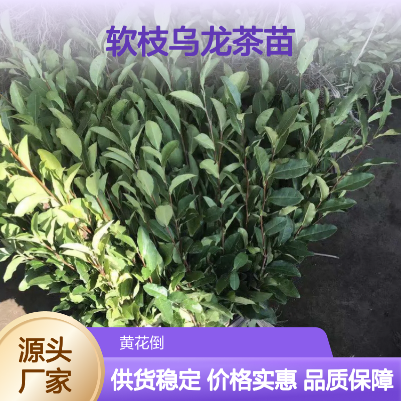 软枝乌龙茶苗 丘陵适种 品质优良 直供批发 土壤肥沃