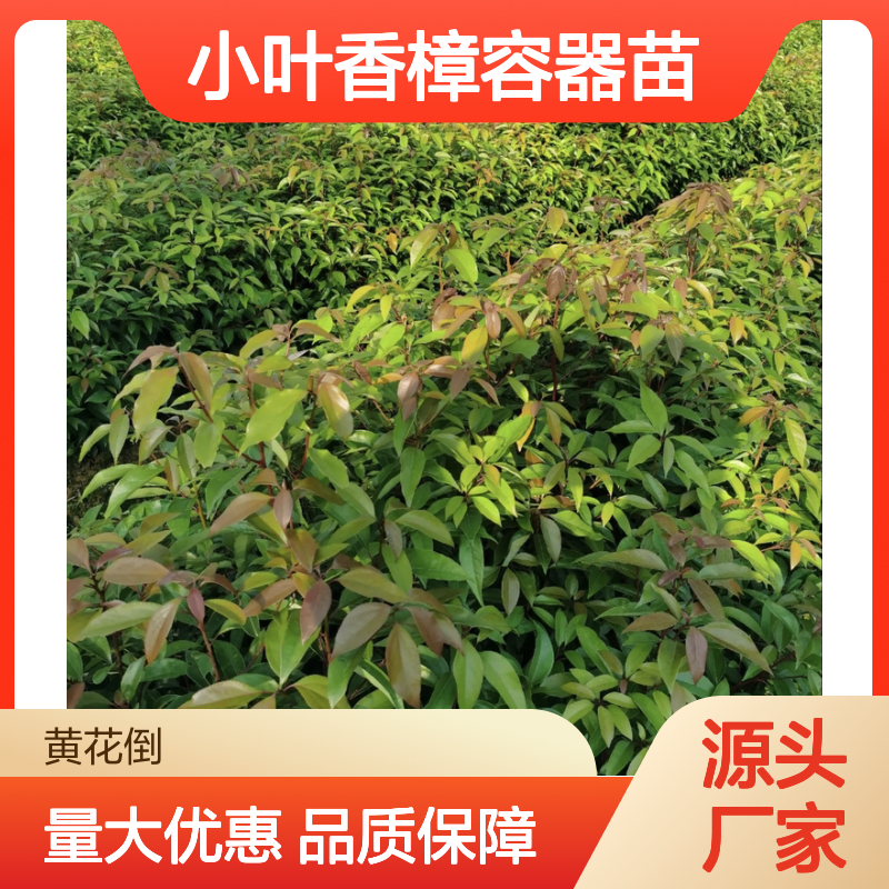 小叶香樟容器苗 绿化优选树种 吸烟滞尘 涵养水源