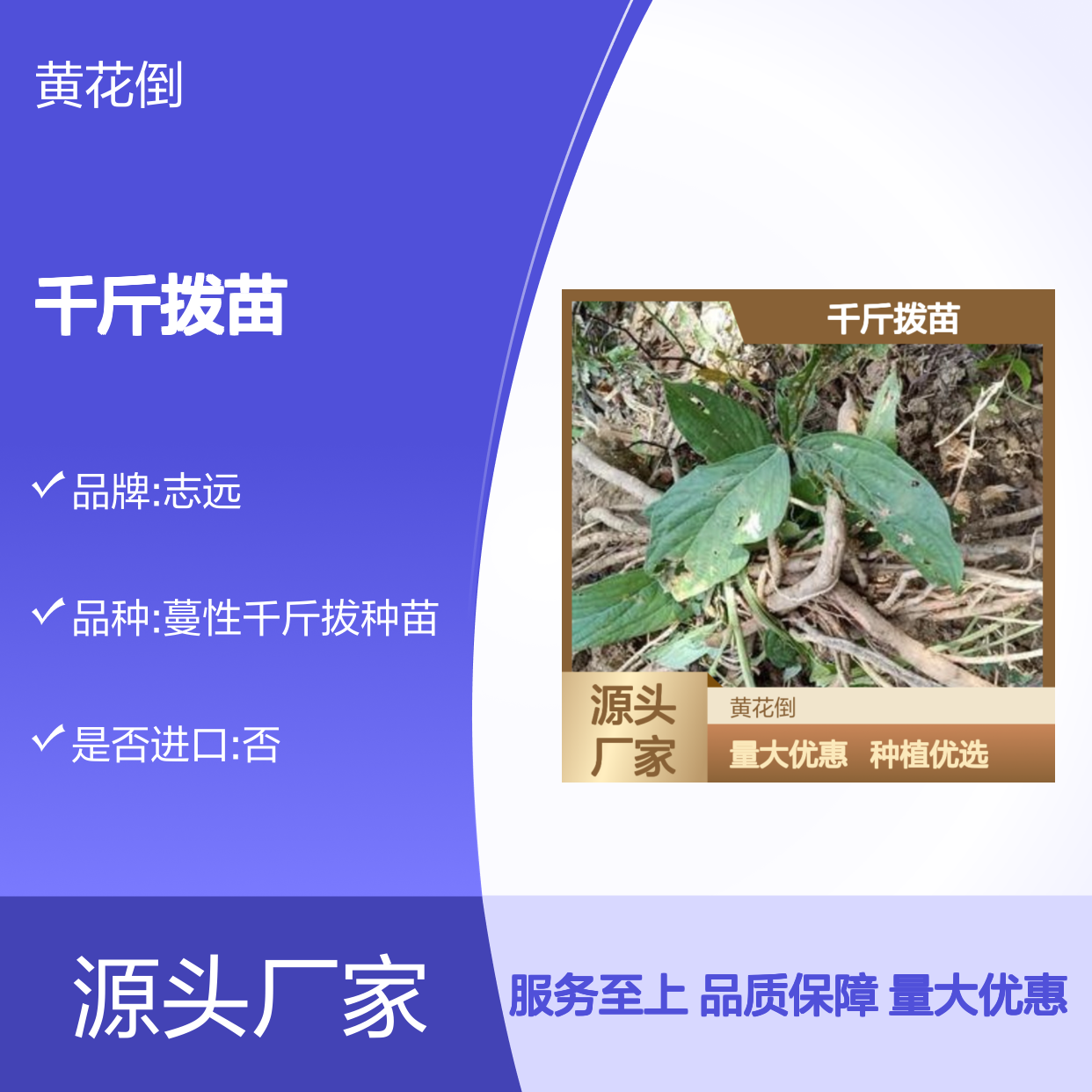 千斤拨苗基地直供 园林植物批量种植 生长旺盛