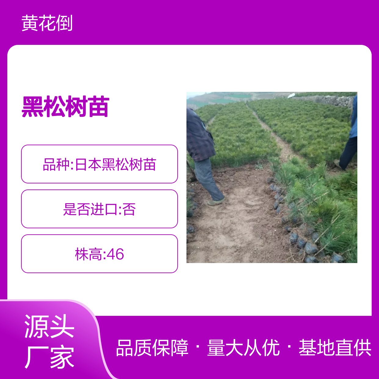 日本黑松树苗 基地直供 园林绿化优选 防风防潮