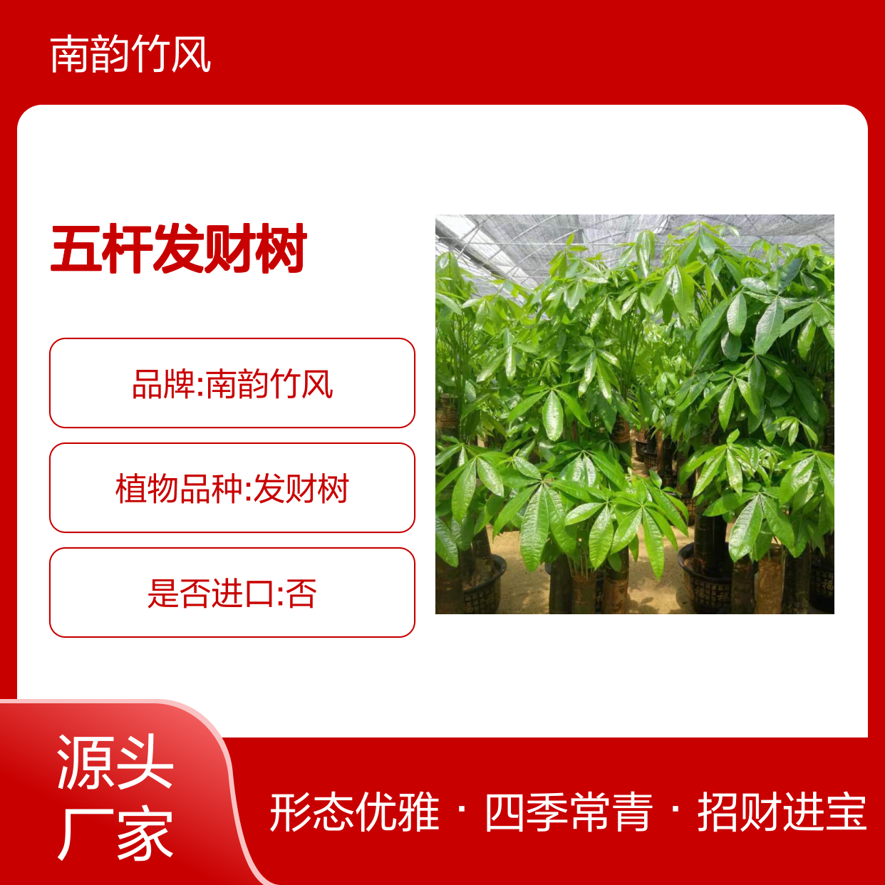 五杆发财树 蛇口公司开业绿植送礼 办公室常用植物盆栽 南韵竹风
