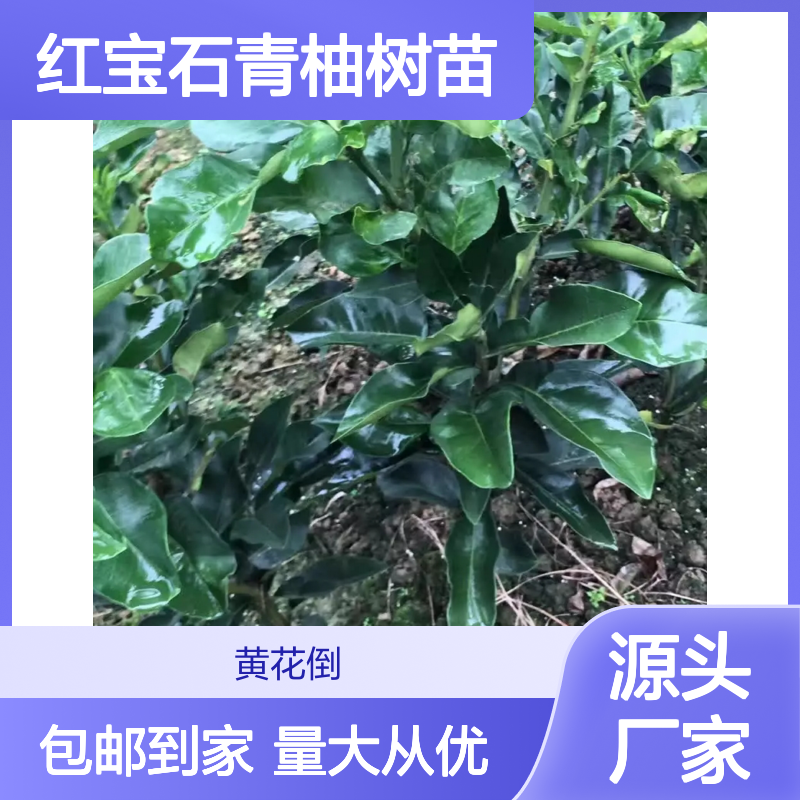 批发红宝石青柚树苗 园林优选 基地直供 生长旺盛