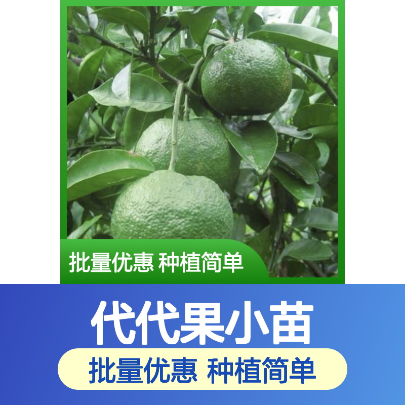 百亩种植园出品 代代果小苗批发 生长旺盛 抗病性强