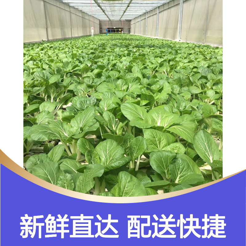 广州新鲜田园蔬菜配送 菜品健康 口感清甜 周边工厂可送