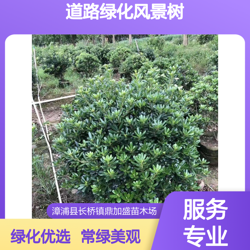 庭院公园小区用苗海桐球 100蓬径常绿球形灌木 道路绿化风景树