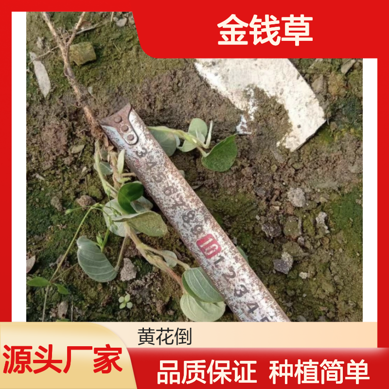 金钱草种苗 基地直供 草药植物 根系发达 生长迅速