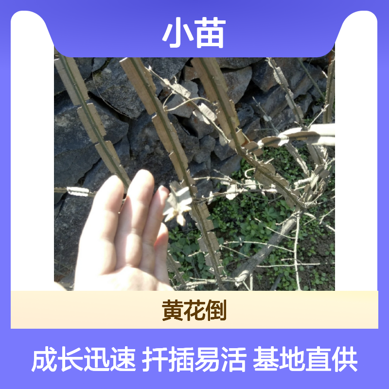 六月凌小苗基地直供 扦插易活 移栽成高 生长迅速
