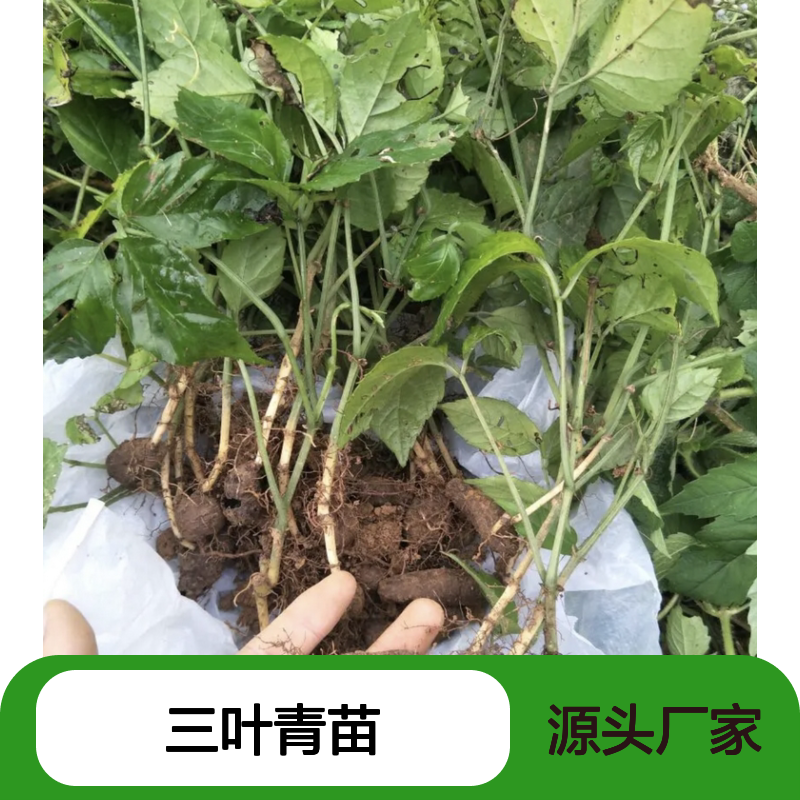 三叶青苗 攀授藤本 园艺种植 手动除草 生长健壮