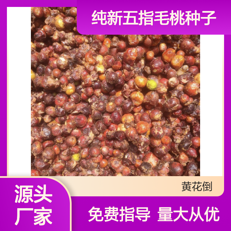 纯新五指毛桃种子 当年新采现货 生长迅速 适应性强