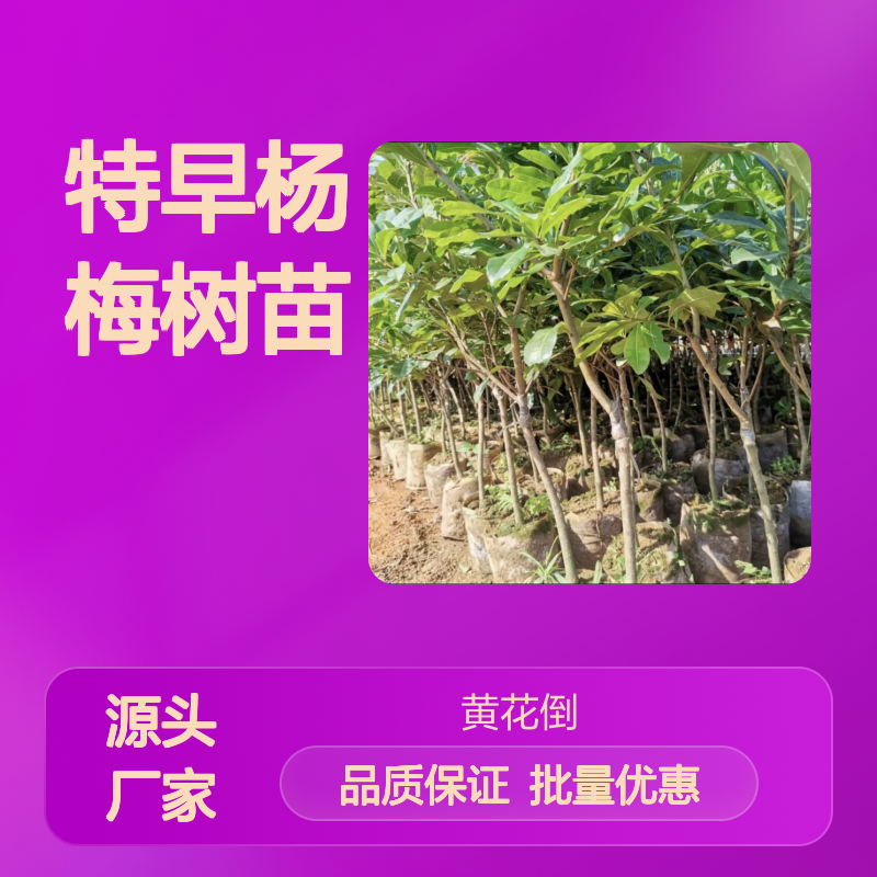 特早杨梅树苗 基地直供 批发优选 无病虫害 适应性强