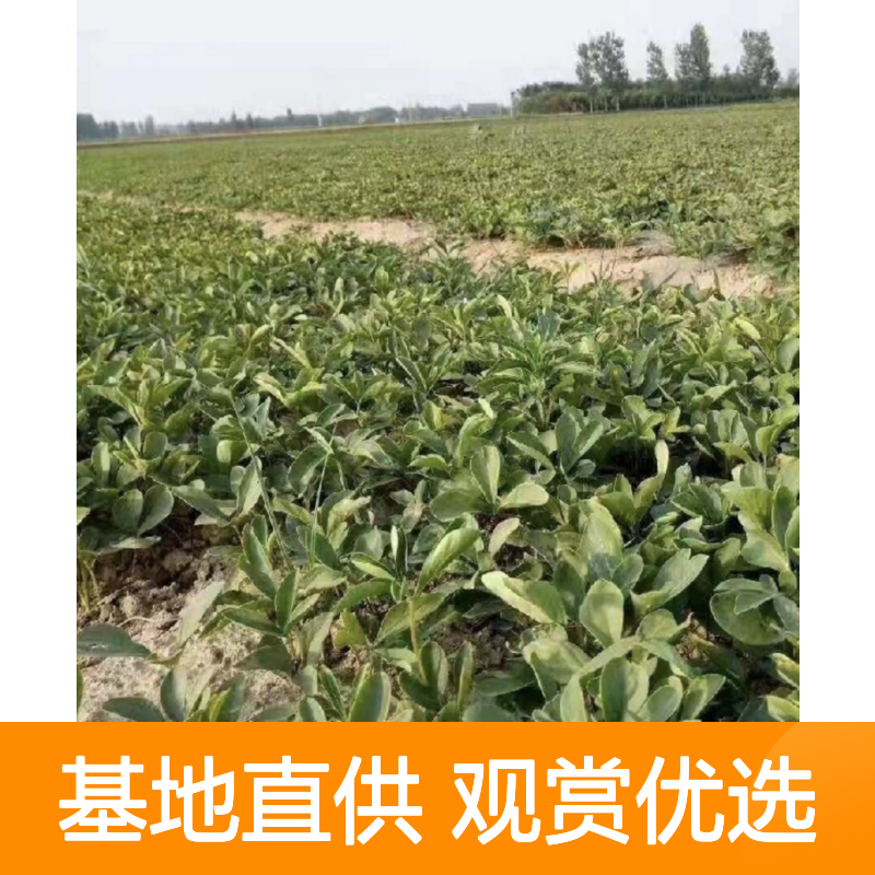 当年新采芍药种子 自营基地直供技术指导 观赏优选