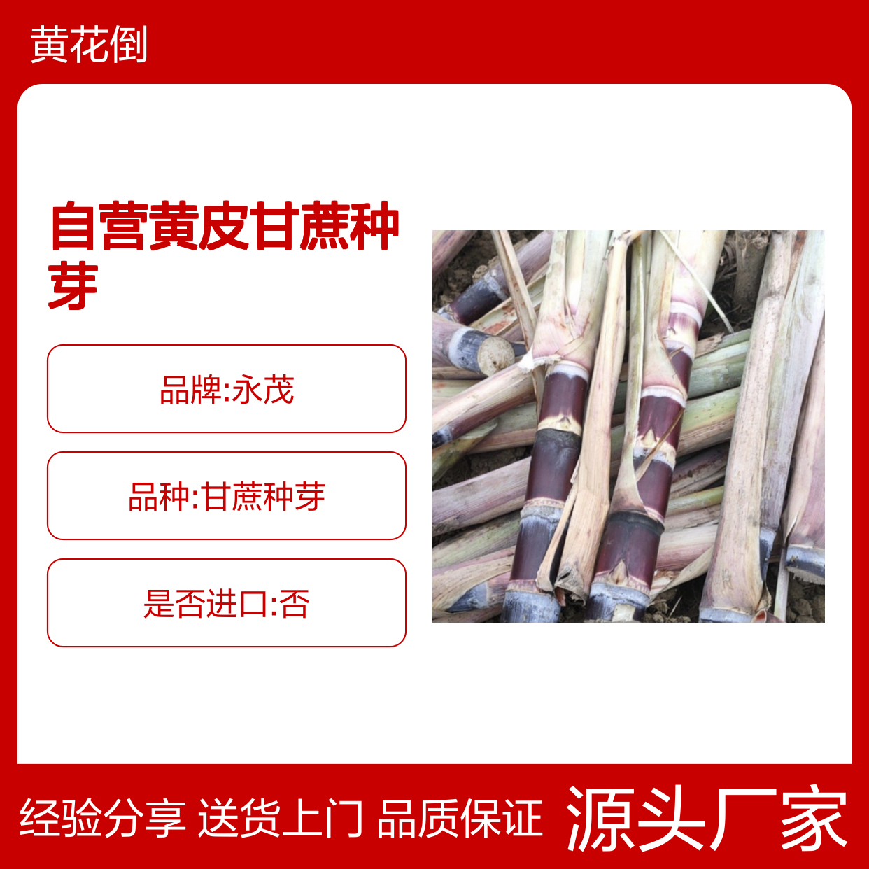 苗木合作社自营黄皮甘蔗种芽 送货上门包邮欢迎来电洽谈经验分享