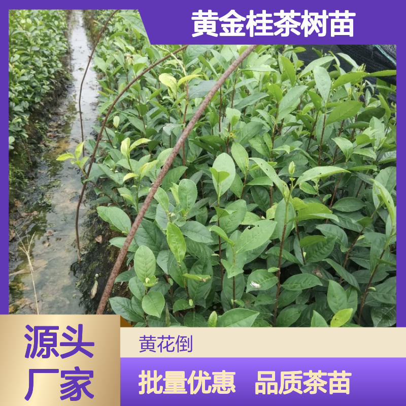 黄金桂茶树苗 百亩种植园直供 批发优选 品质保证