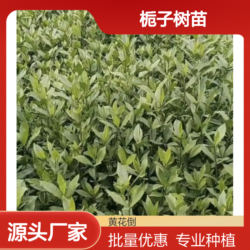 栀子百亩基地 优质栀子树苗 批发供应 专业种植
