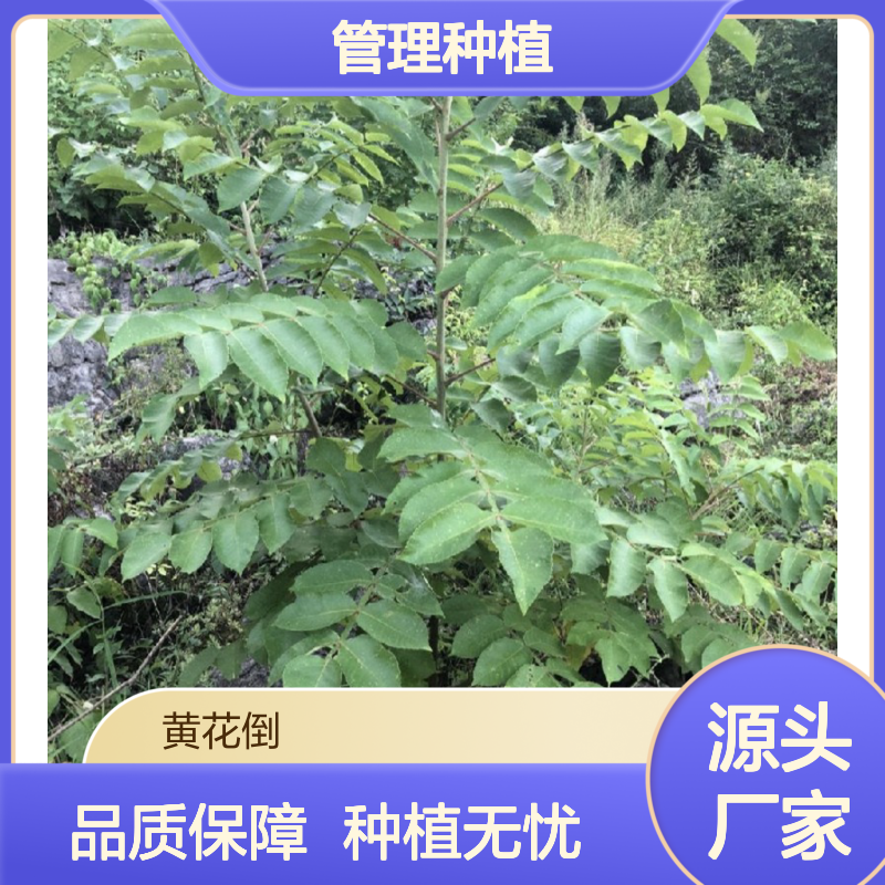 五倍子苗产地直供 附带管理种植技术 适应性强