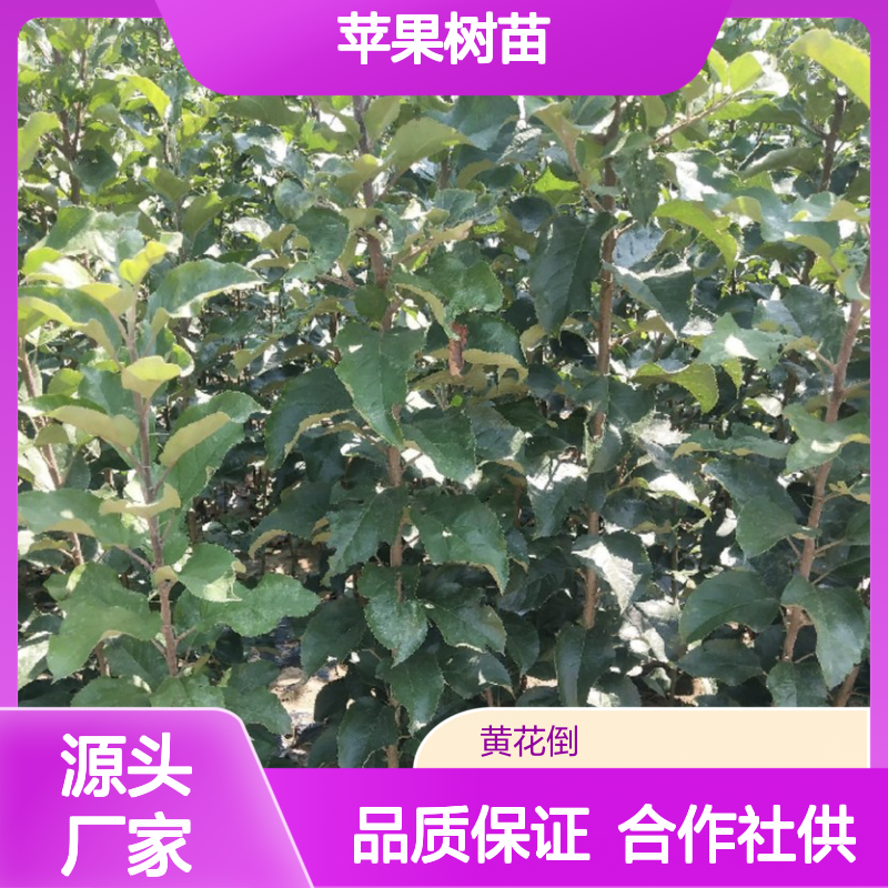 苹果树苗产地直发 合作社专业培育 一手货源 品质优良