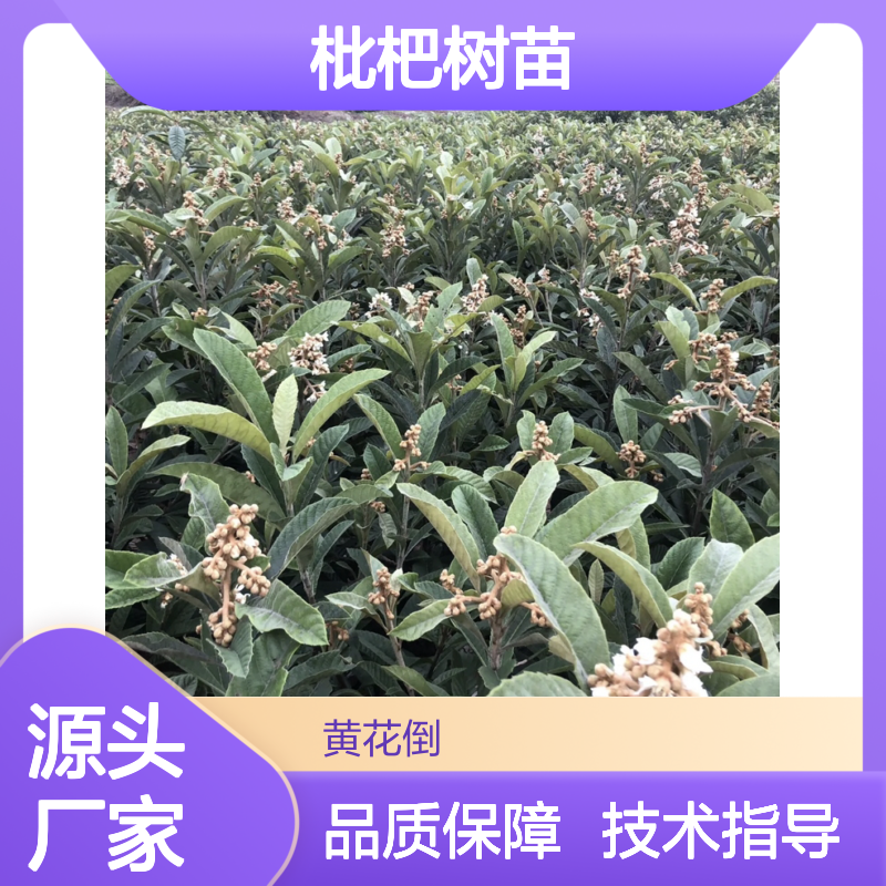 枇杷树苗 批发供应 果园直供 品种优良 易于管理