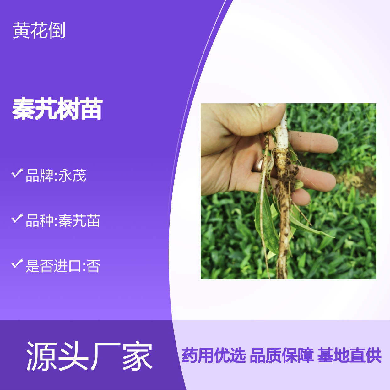 秦艽树苗 批发种植 多年生草本植物 适应性强 药用广泛