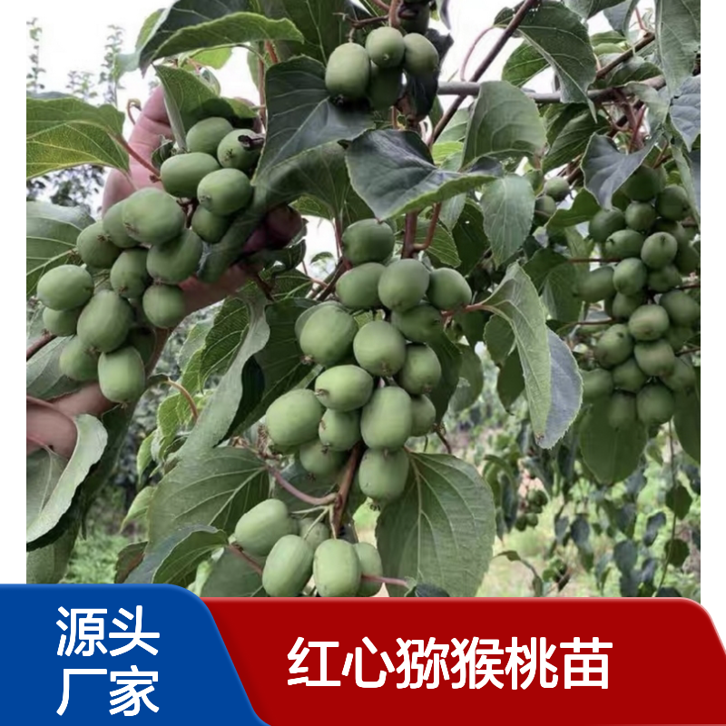 红心猕猴桃苗 嫁接栽培 高成活率 优质果树 广泛分布