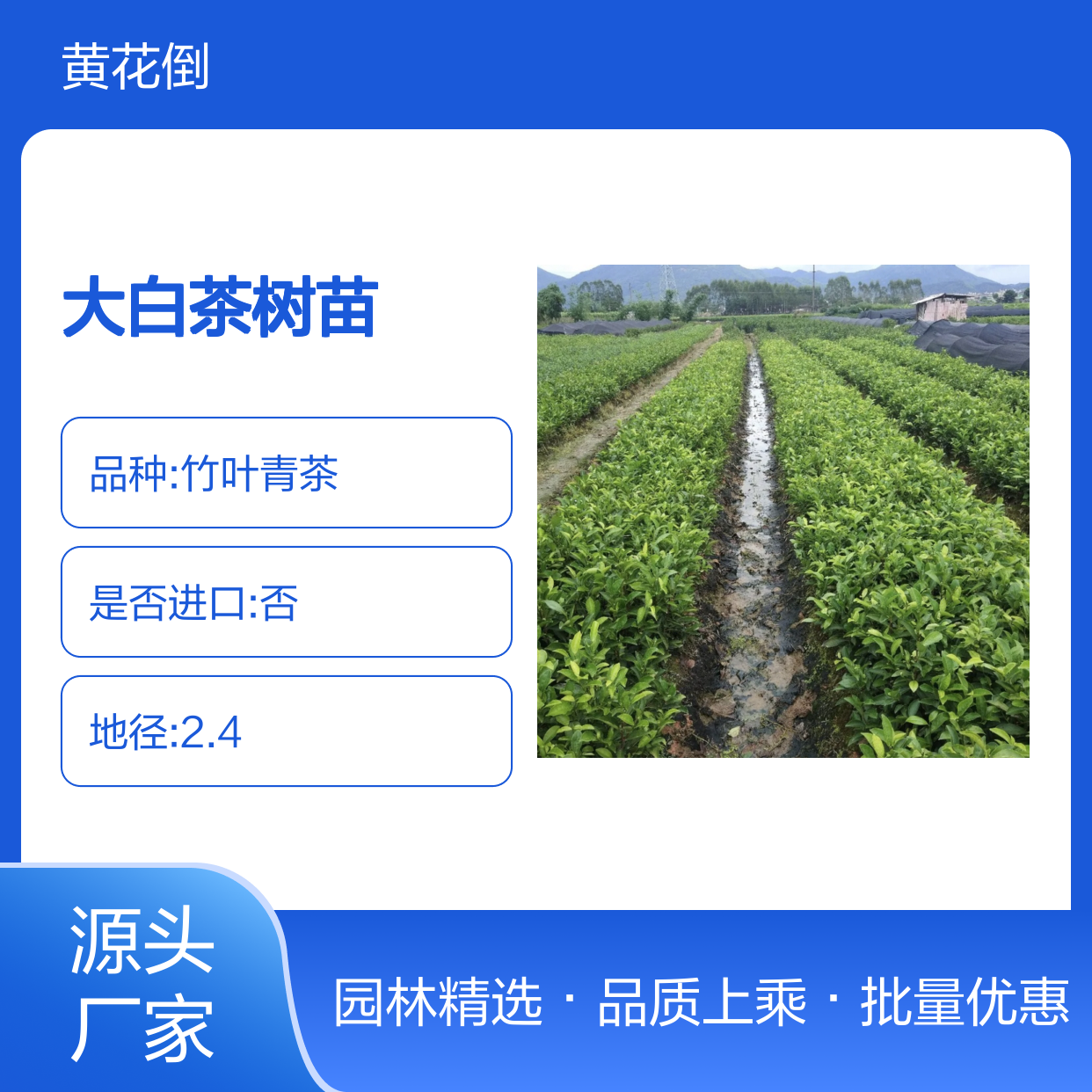 精选大白茶树苗 批量供应中 园林佳品 种植专家
