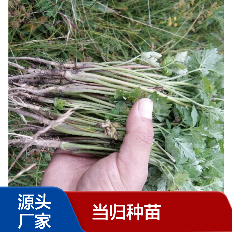 当归百亩种植园 优质当归种苗 批发供应 技术支持