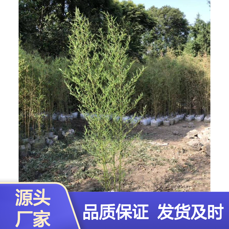 佛肚竹盆栽绿植阳台庭院观赏植物办公室客厅绿植观叶净化空气