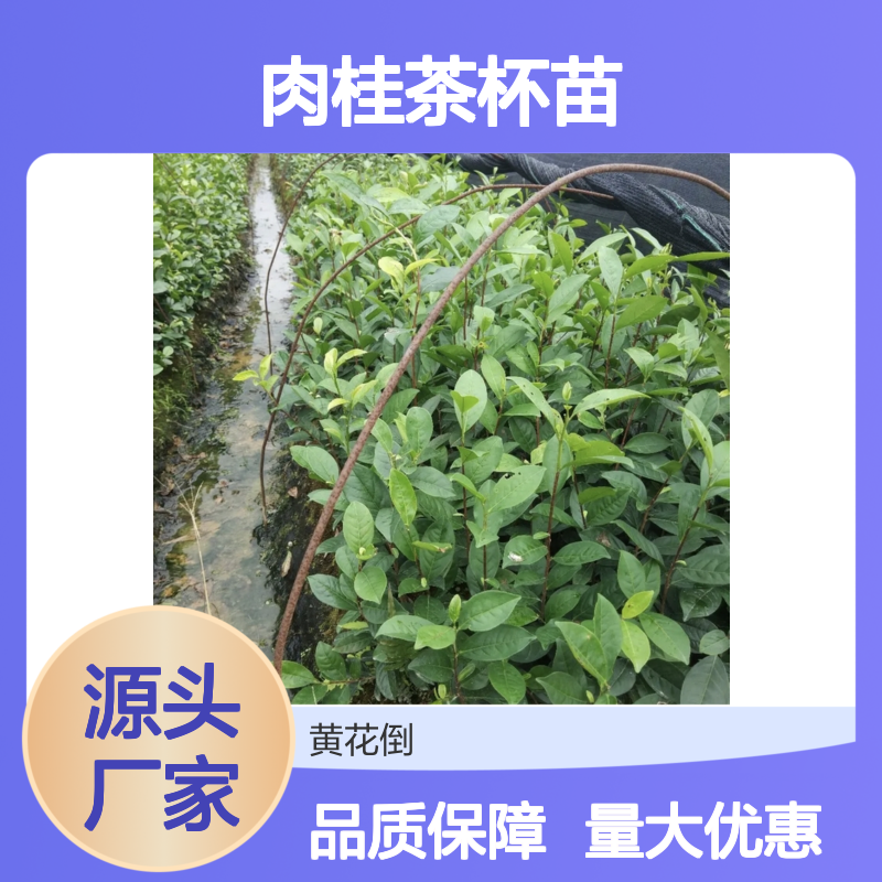 基地直供肉桂茶杯苗 园林植物优选品种 专业培育