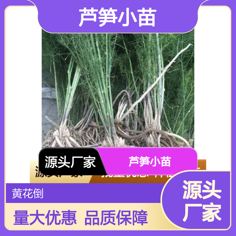 芦笋小苗 百亩主产区直供 品质优良 根系发达 生长迅速