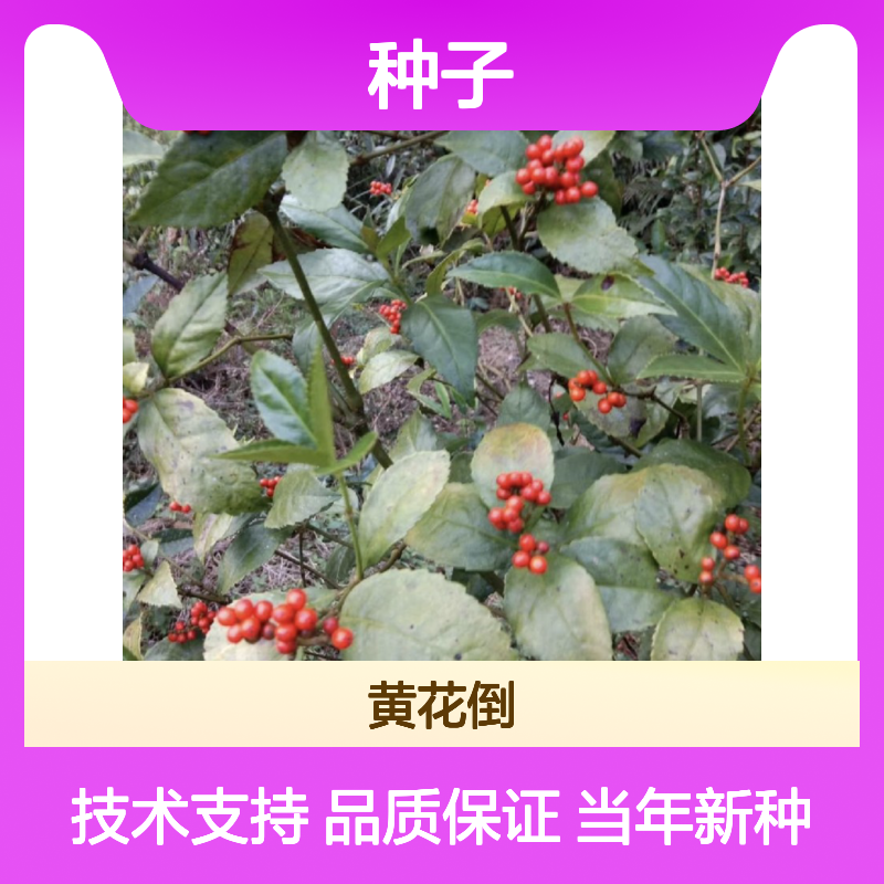 当年新收满山香种子 产地一手货源免费技术指导