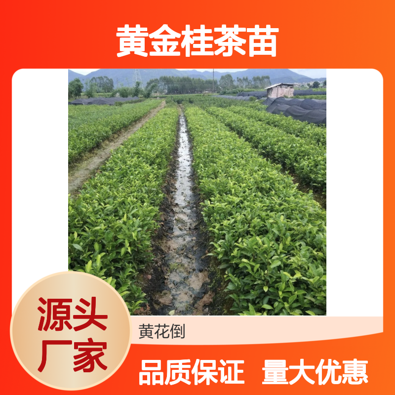 黄金桂茶苗 批发种植 主产区直供 生长旺盛 适应性强