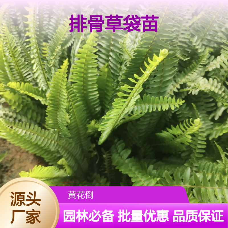 排骨草袋苗 肾蕨植物 园林装饰 观赏性强 绿化优选