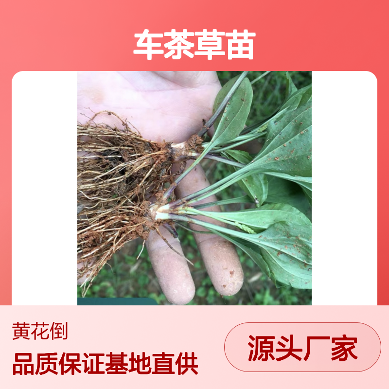 车茶草苗 基地直供 种植管理全指导 生长旺盛 抗病性强