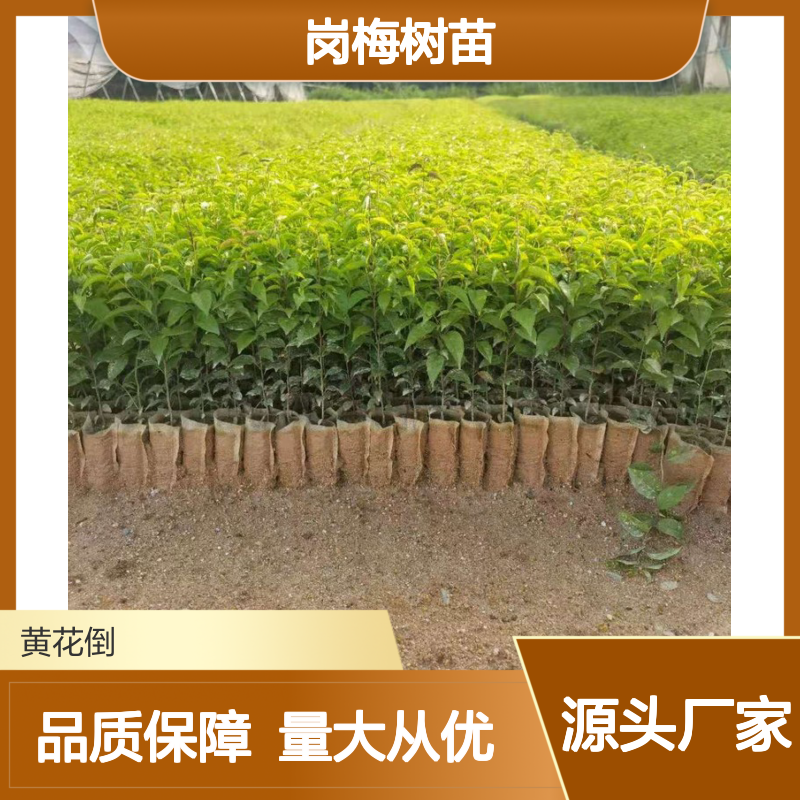 岗梅树苗 种植基地直供 品质优良 药用价值 生长旺盛