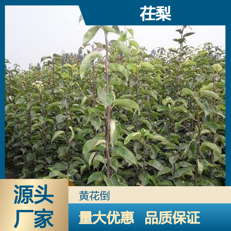 茌梨百亩种植 主产区直供 品质保证 果径硕大 味美汁多