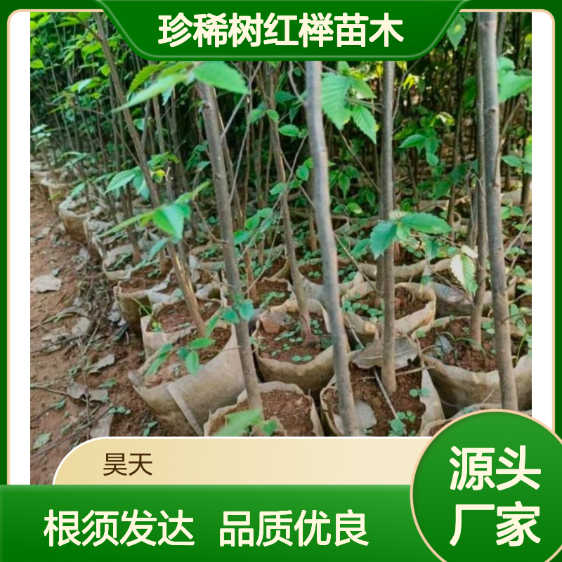 乡土珍稀树红榉苗木 1-2年生榉树无纺布袋苗 根须发达