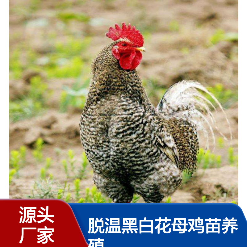 出售芦花公鸡苗 脱温黑白花母鸡苗养殖 红花种鸡苗