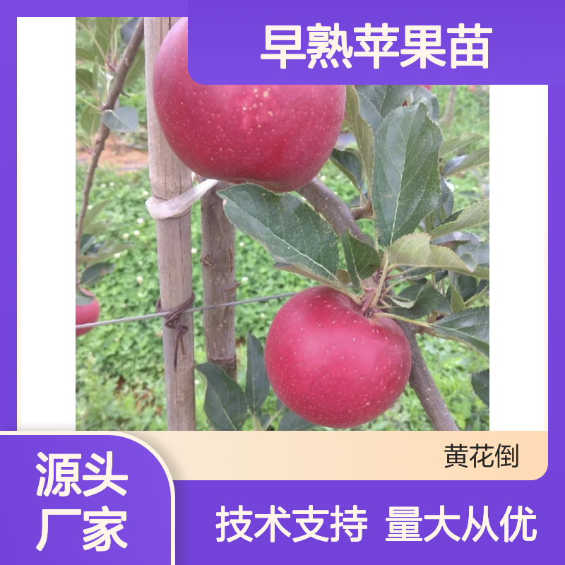 早熟苹果苗 产地直供 果树苗健壮 品质优良 技术免费