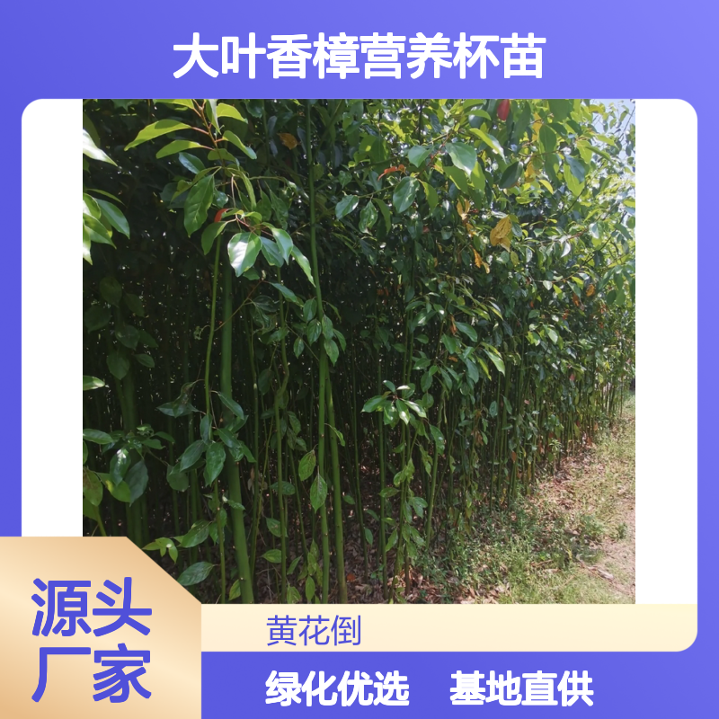 大叶香樟营养杯苗 基地直供 绿化优选 树姿雄伟
