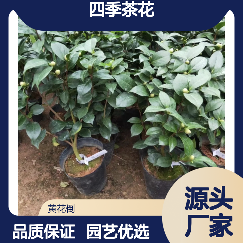 绿可娜四季茶花苗 园林植物造景优选 品种丰富