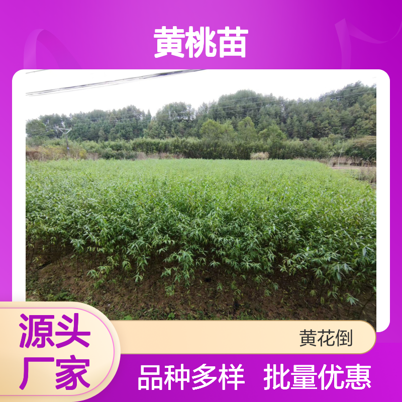 黄桃苗批发 基地直供 优质果树苗木 历史悠久 品种丰富
