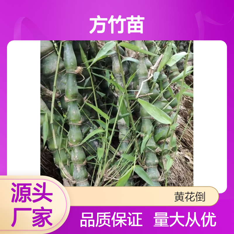 方竹苗批发 园林绿化优选竹种 生长迅速 适应性强